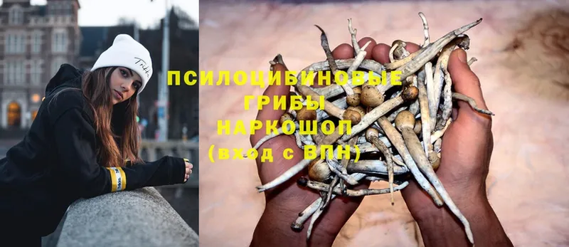 где продают   Приволжск  МЕГА ONION  Галлюциногенные грибы Magic Shrooms 